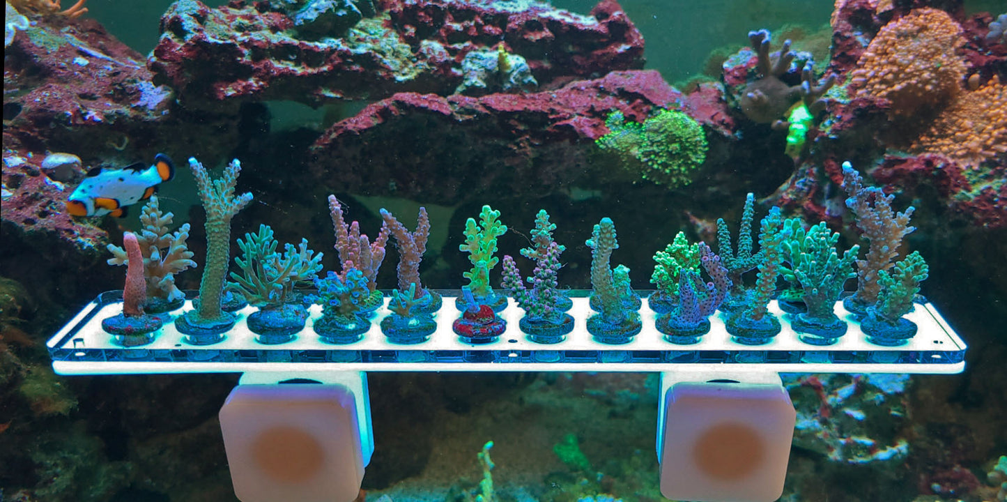  Small Pink Magnetic Coral Frag Rack w/Frag Lock For 1/2  Glass Aquariums Acrylic 17 Hole Plugs Reef Holder For Saltwater Marine Reef  Fish Tanks
